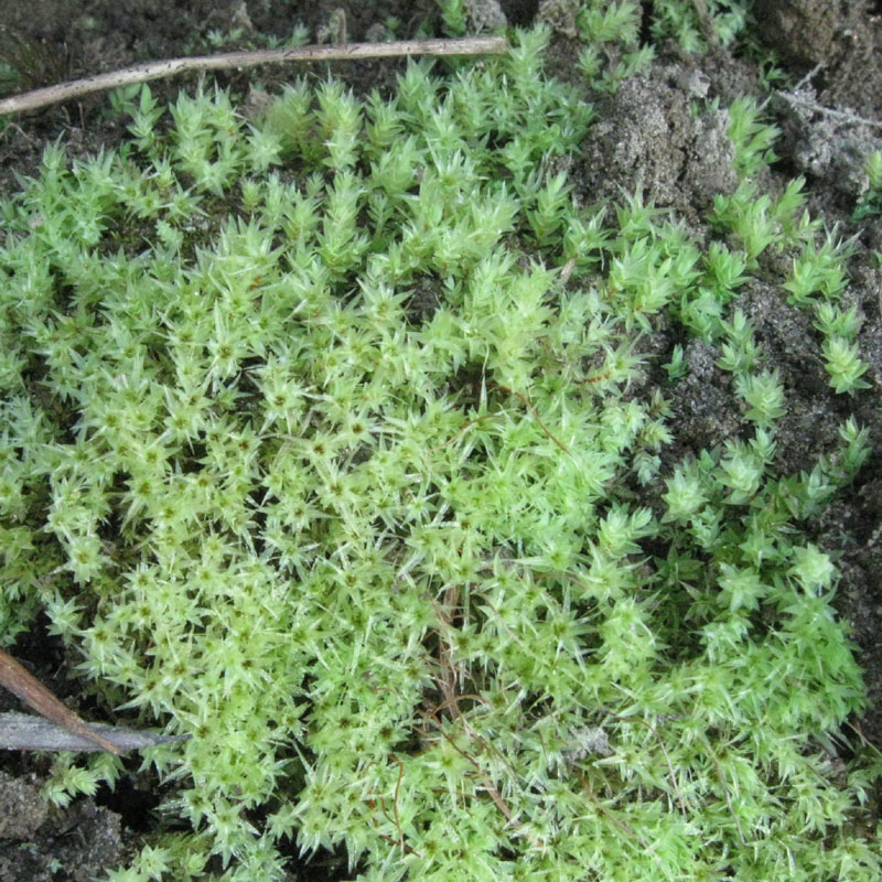 Pohlia cruda